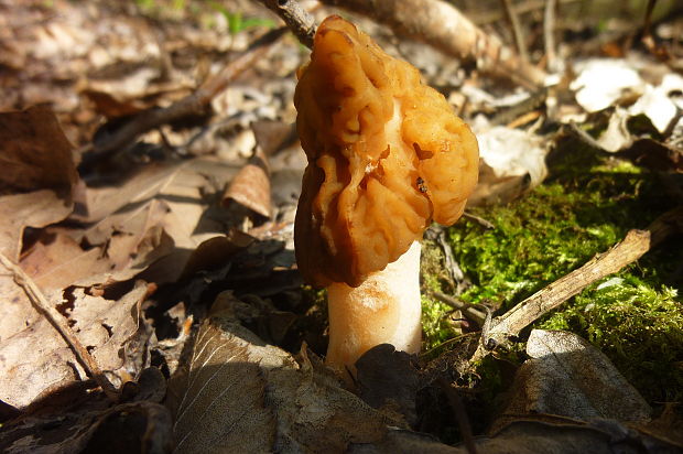 smrčok Morchella sp.