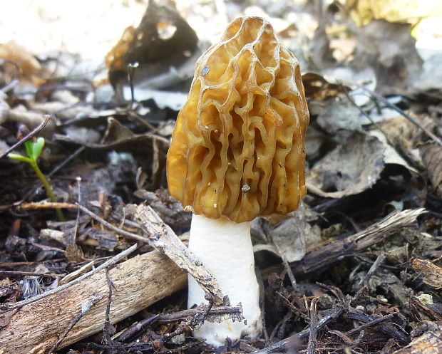 smrčok Morchella sp.