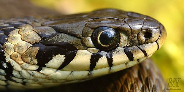 užovka obojková Natrix natrix