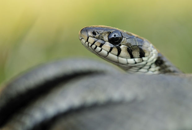 užovka obojková  Natrix natrix