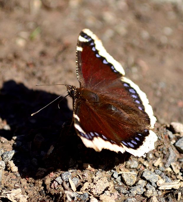 babočka osiková Nymphalis antiopa