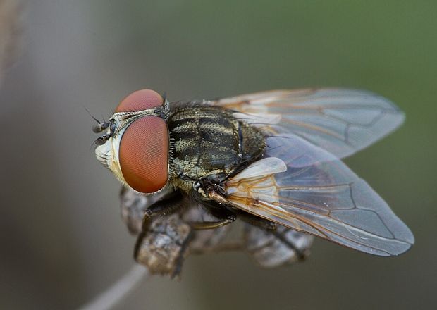 . Phasia obesa