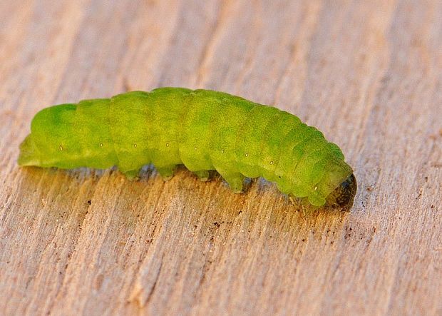 sivkavec mramorovaný Phlogophora meticulosa