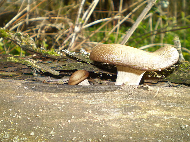 hliva ustricovitá Pleurotus ostreatus (Jacq.) P. Kumm.