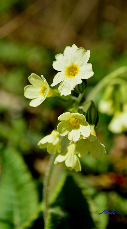 prvosienka vyššia Primula elatior (L.) L.