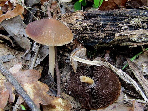 drobuľka hnedosivá Psathyrella spadiceogrisea (Schaeff.) Maire