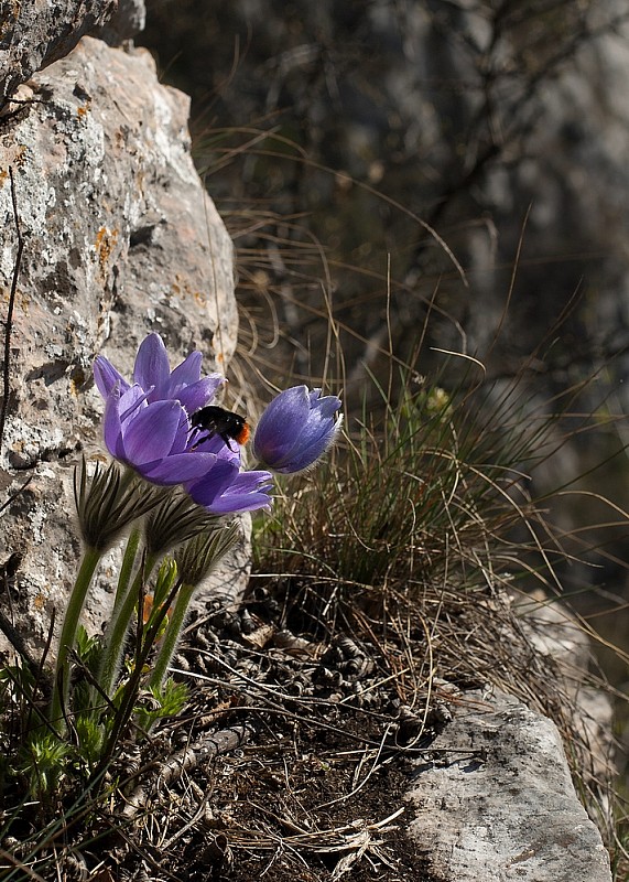 poniklec veľkokvetý Pulsatilla grandis Wender.