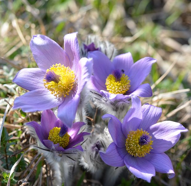 poniklec slovenský Pulsatilla slavica Reuss