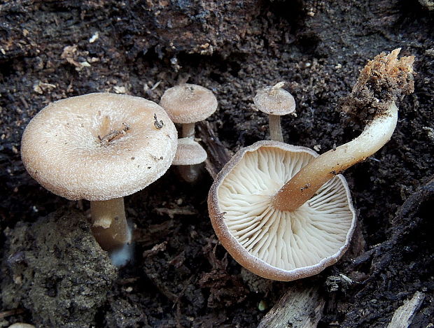 strmuľka Trichocybe puberula (Kuyper) Vizzini