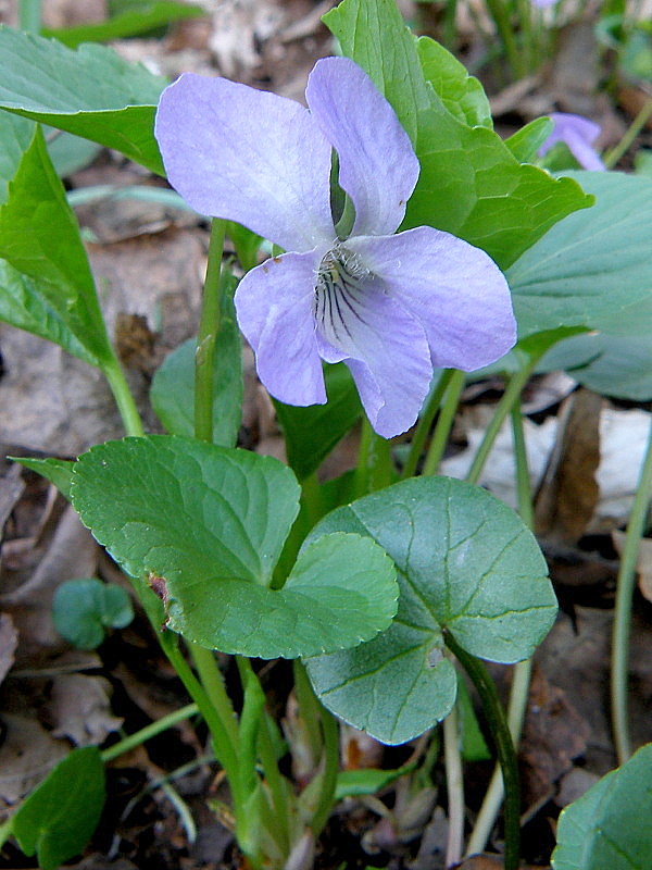 fialka rivinova Viola riviniana Rchb.