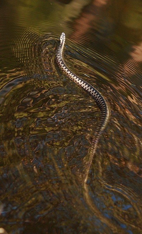 vretenica severná Vipera berus