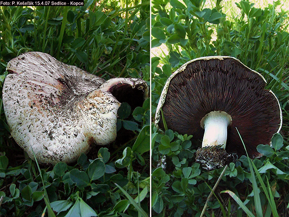 pečiarka dvojvýtrusná Agaricus bisporus (J.E. Lange) Imbach