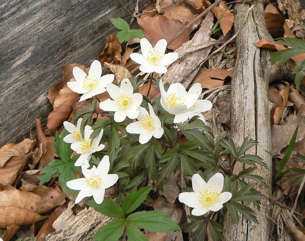 veternica hájna Anemone nemorosa L.