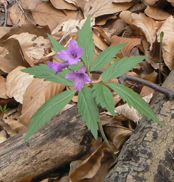 zubačka žliazkatá Dentaria glandulosa Waldst. et Kit. ex Willd.