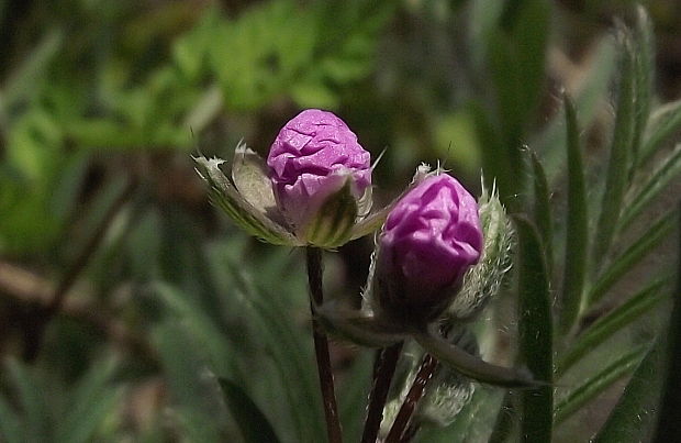 bocianik Erodium sp.