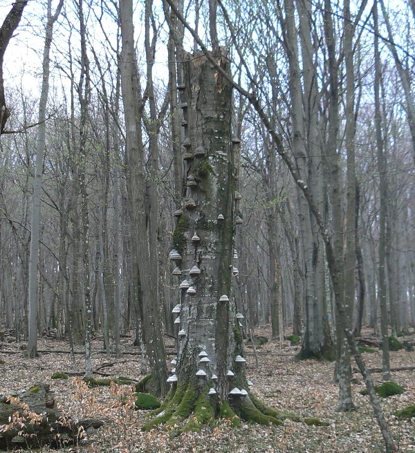 práchnovec kopytovitý Fomes fomentarius (L.) J.J. Kickx