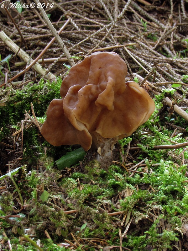 ušiak obrovský Gyromitra gigas (Krombh.) Cooke