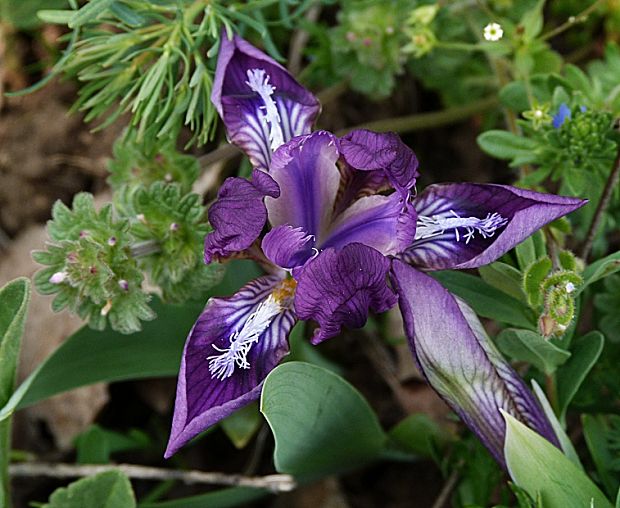 kosatec nízky Iris pumila L.