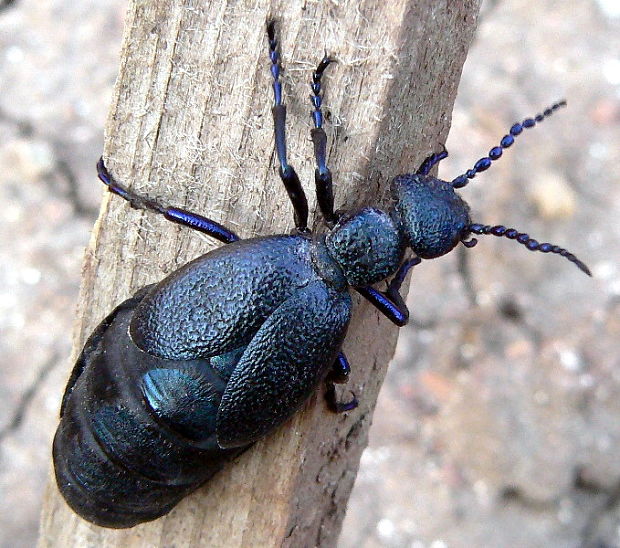 májka obyčajná  Meloe proscarabaeus