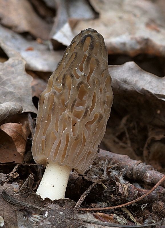 smrčok kužeľovitý Morchella conica Pers.