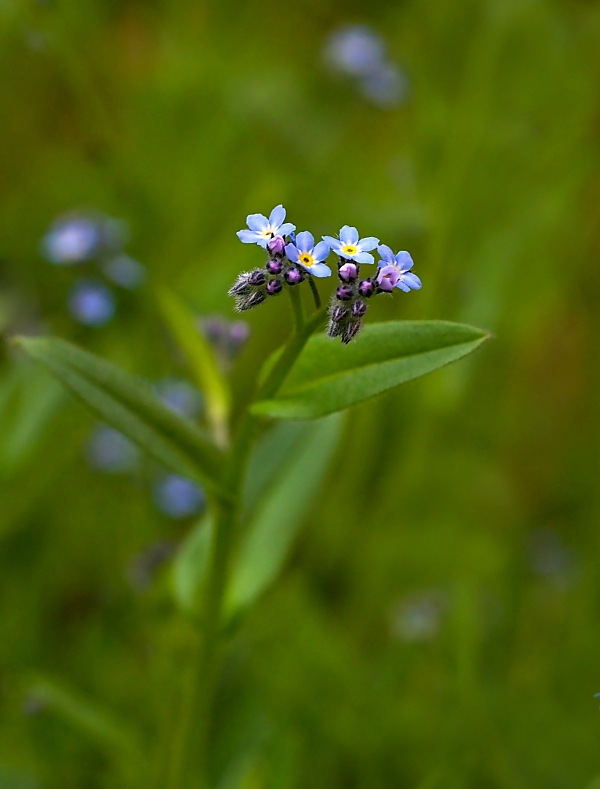 nezábudka Myosotis sp.