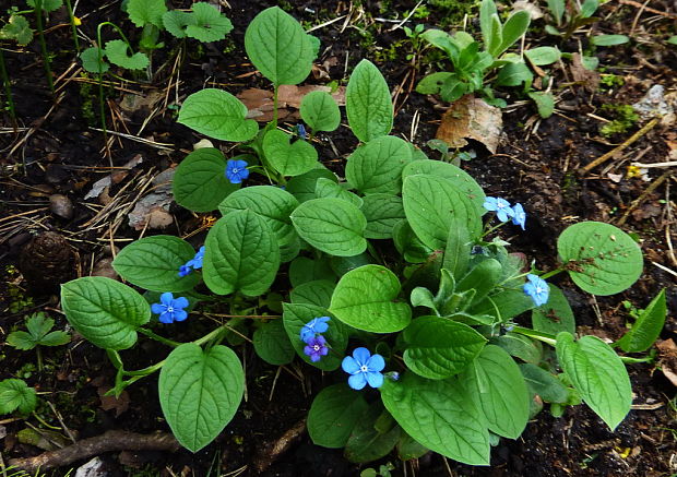 pupkovec jarný Omphalodes verna Moench