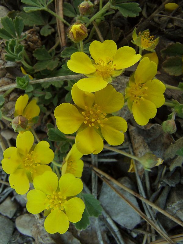 nátržník piesočný  Potentilla arenaria Borkh.