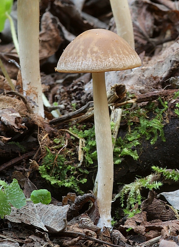 drobuľka Psathyrella sp.