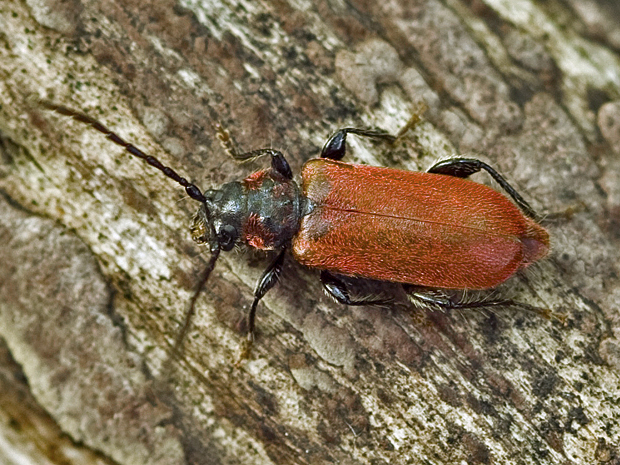 fuzač červený  Pyrrhidium sanguineum (Linnaeus, 1758)