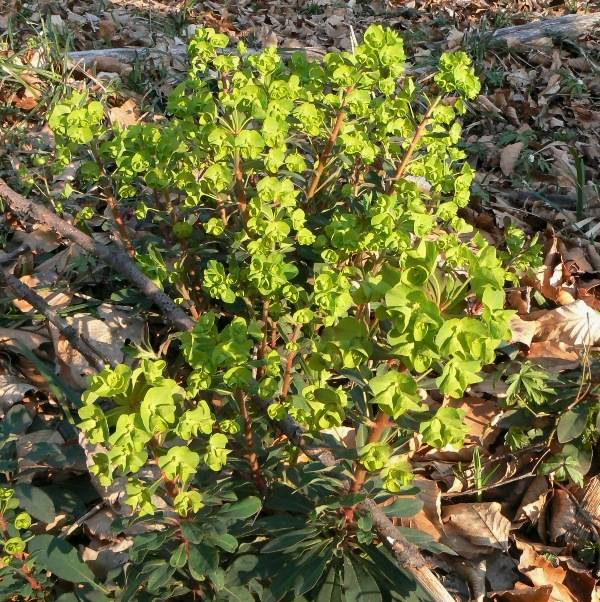 mliečnik mandľolistý Tithymalus amygdaloides (L.) Hill