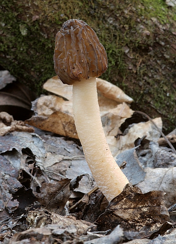 smrčkovec český Verpa bohemica (Krombh.) J. Schröt.