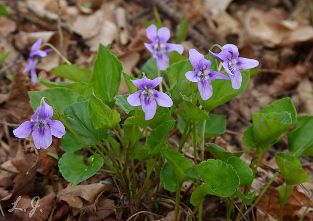 fialka Viola sp.