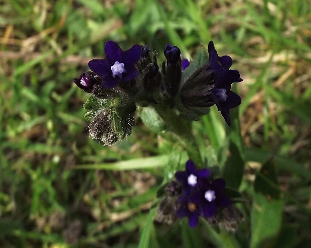 smohla lekárska Anchusa officinalis L.