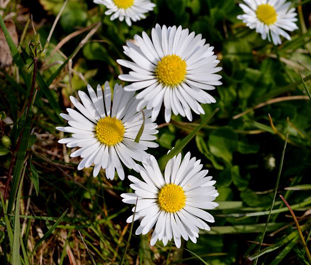 sedmokráska obyčajná Bellis perennis L.