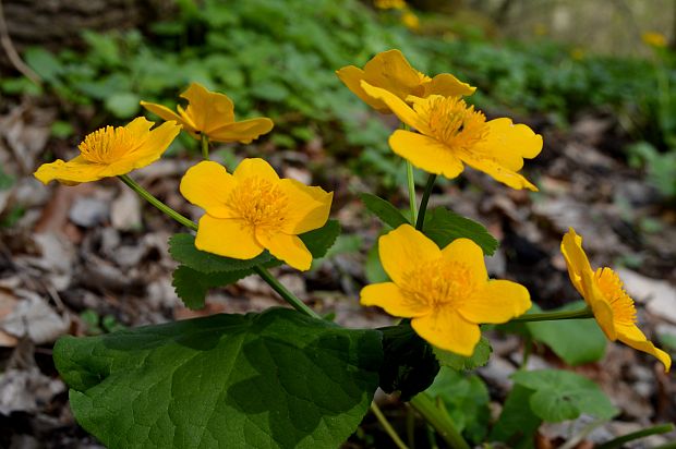 záružlie močiarne Caltha palustris L.