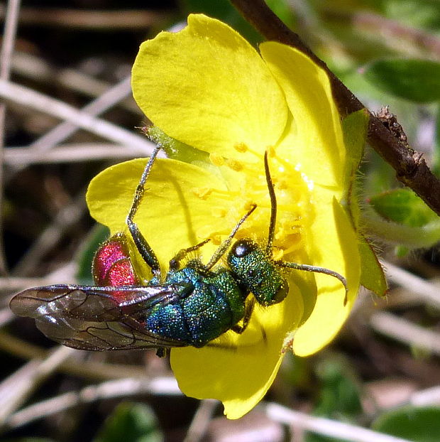 zlatica Chrysis sp.