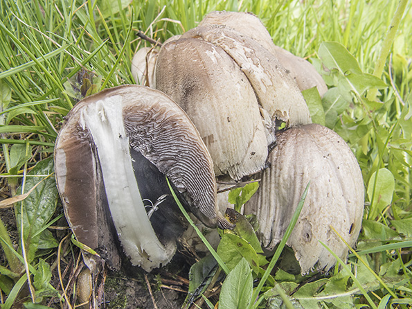 hnojník atramentový Coprinopsis atramentaria (Bull.) Redhead, Vilgalys & Moncalvo