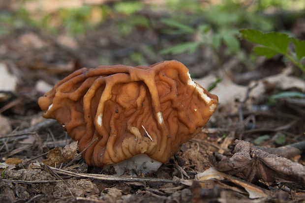 ušiak obrovský Gyromitra gigas (Krombh.) Cooke