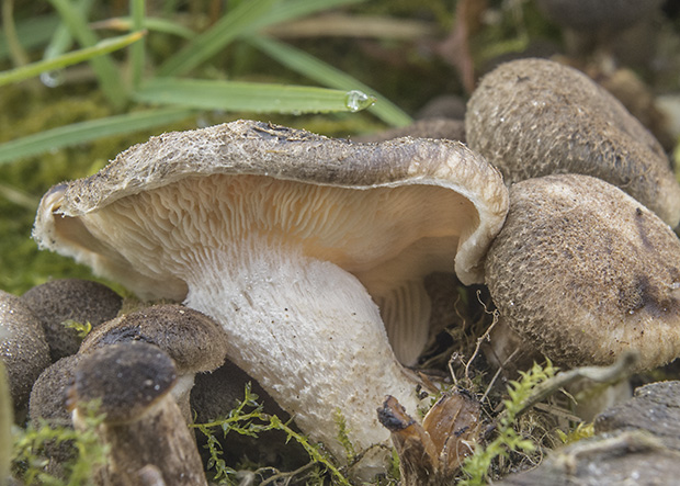 húževnatec tigrovaný Lentinus tigrinus (Bull.) Fr.