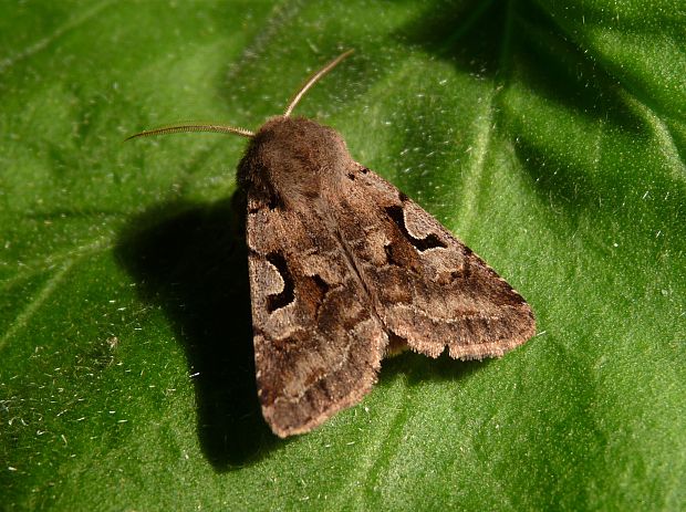 mora ovocná  Orthosia gothica