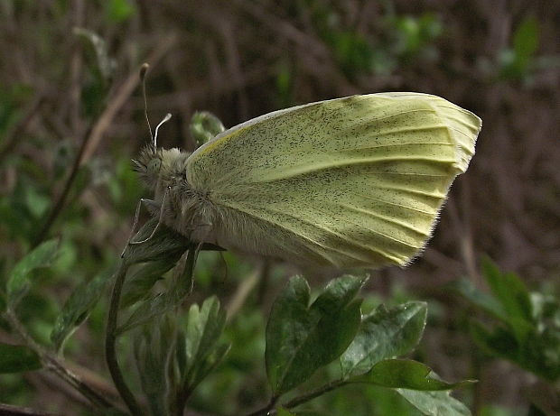 mlynárik repový Pieris rapae