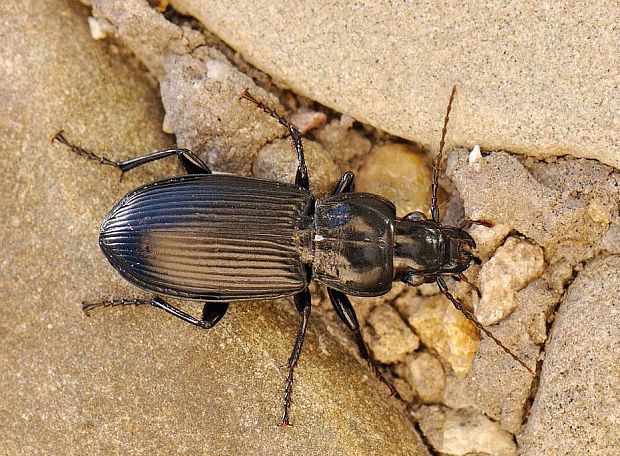 utekáčik Pterostichus melanarius