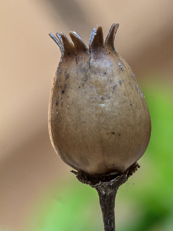 silenka červená Silene dioica (L.) Clairv.