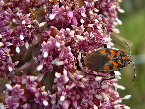 behavka skalná Spilostethus saxatilis