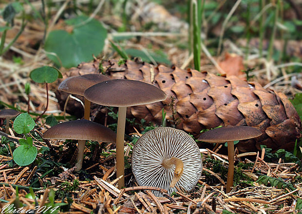 peniazočka smreková Strobilurus esculentus (Wulfen) Singer