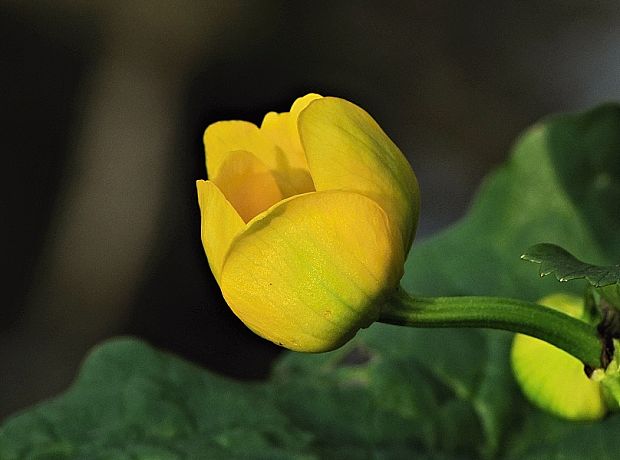 záružlie močiarne Caltha palustris L.