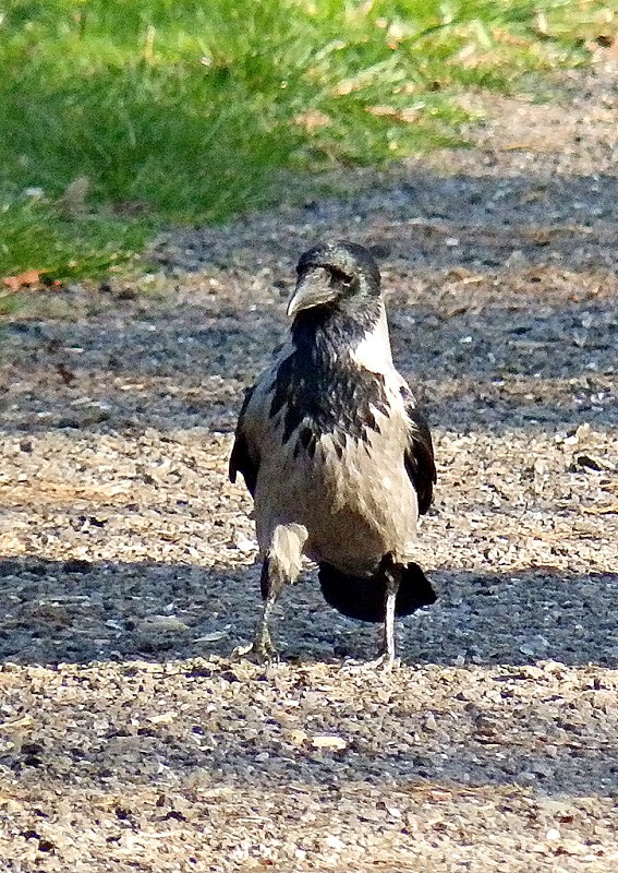 vrana túlavá východoeurópska Corvus corone cornix