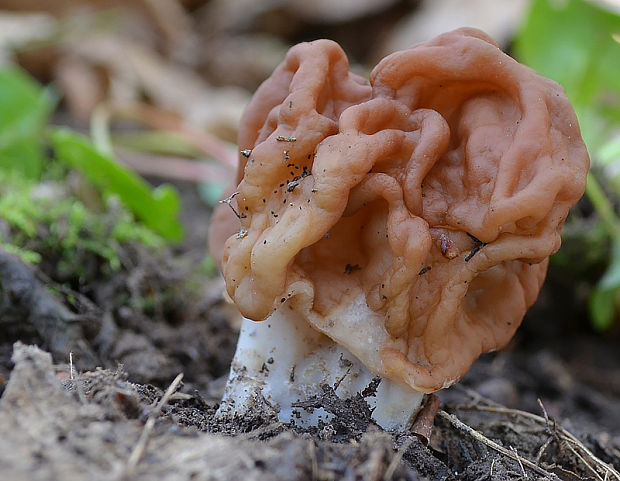 ušiak obrovský Gyromitra gigas (Krombh.) Cooke