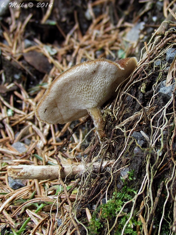 trúdnik zimný Lentinus brumalis (Pers.) Zmitr.