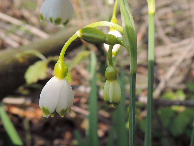 bleduľa letná Leucojum aestivum L.